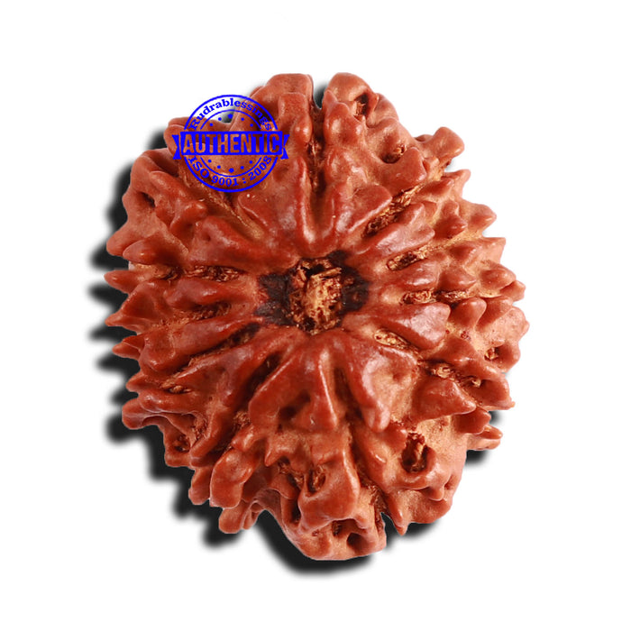 11 Mukhi Nepalese Rudraksha - Bead No. 214