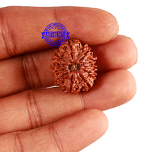 Load image into Gallery viewer, 11 Mukhi Nepalese Rudraksha - Bead No. 214
