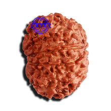 Load image into Gallery viewer, 11 Mukhi Nepalese Rudraksha - Bead No. 214
