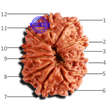 Load image into Gallery viewer, 12 Mukhi Nepalese Rudraksha - Bead No 278
