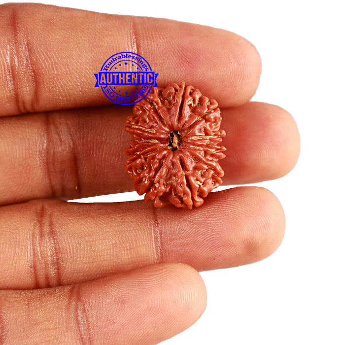 12 Mukhi Nepalese Rudraksha - Bead No 278