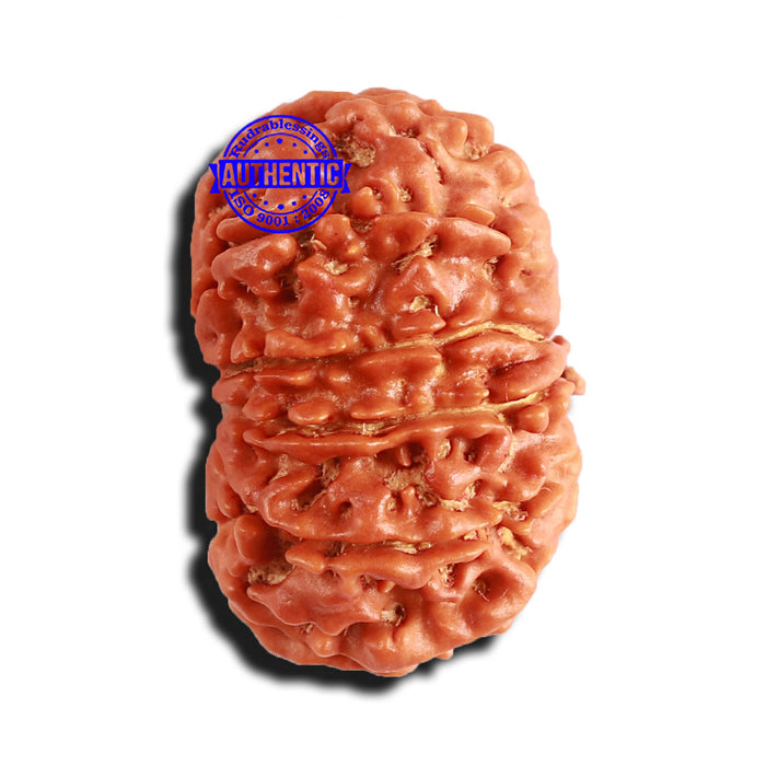 12 Mukhi Nepalese Rudraksha - Bead No 278