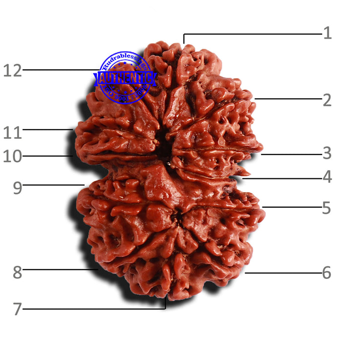 Gaurishanker Nepalese Rudraksha Bead No. - 285