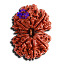 Load image into Gallery viewer, Gaurishanker Nepalese Rudraksha Bead No. - 285

