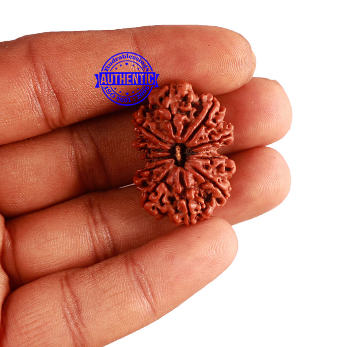 Gaurishanker Nepalese Rudraksha Bead No. - 285