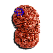 Load image into Gallery viewer, Gaurishanker Nepalese Rudraksha Bead No. - 285
