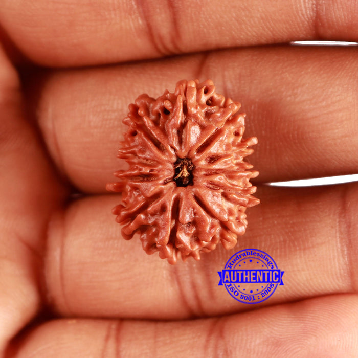 11 Mukhi Nepalese Rudraksha - Bead No. 336