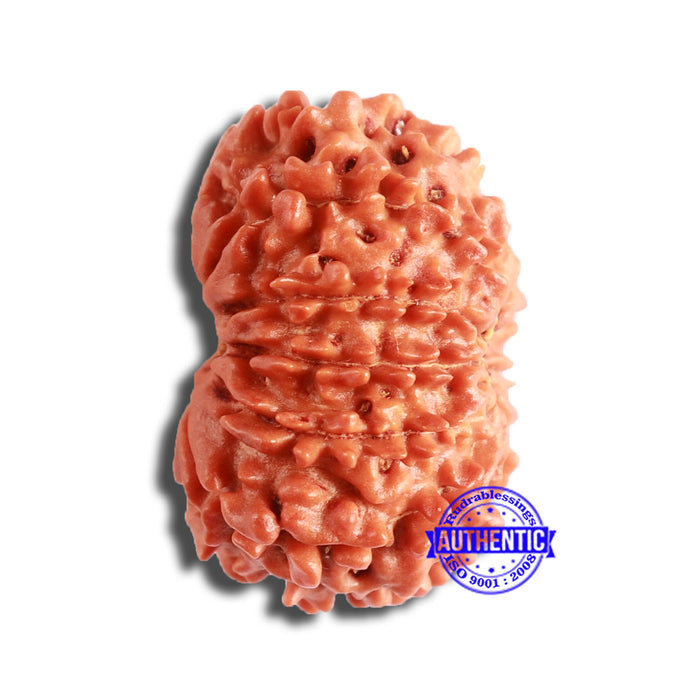 11 Mukhi Nepalese Rudraksha - Bead No. 336