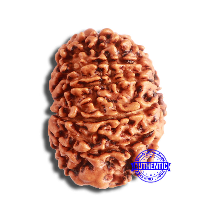 11 Mukhi Nepalese Rudraksha - Bead No. 337