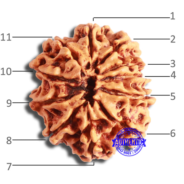 11 Mukhi Nepalese Rudraksha - Bead No. 338