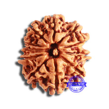 Load image into Gallery viewer, 11 Mukhi Nepalese Rudraksha - Bead No. 338
