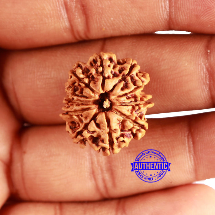 11 Mukhi Nepalese Rudraksha - Bead No. 338