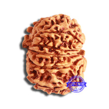 Load image into Gallery viewer, 11 Mukhi Nepalese Rudraksha - Bead No. 338
