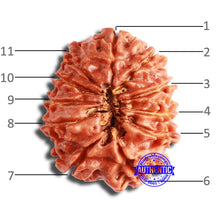 Load image into Gallery viewer, 11 Mukhi Nepalese Rudraksha - Bead No. 339
