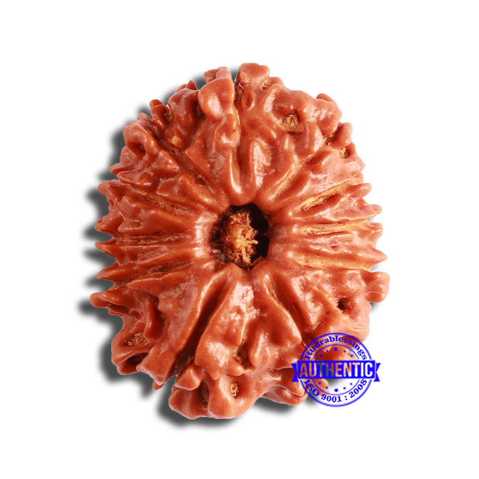 11 Mukhi Nepalese Rudraksha - Bead No. 339