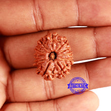 Load image into Gallery viewer, 11 Mukhi Nepalese Rudraksha - Bead No. 339
