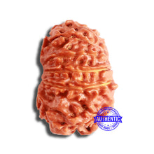 Load image into Gallery viewer, 11 Mukhi Nepalese Rudraksha - Bead No. 339
