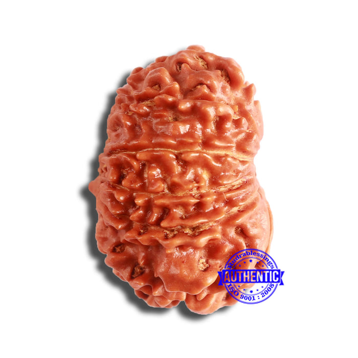 11 Mukhi Nepalese Rudraksha - Bead No. 339