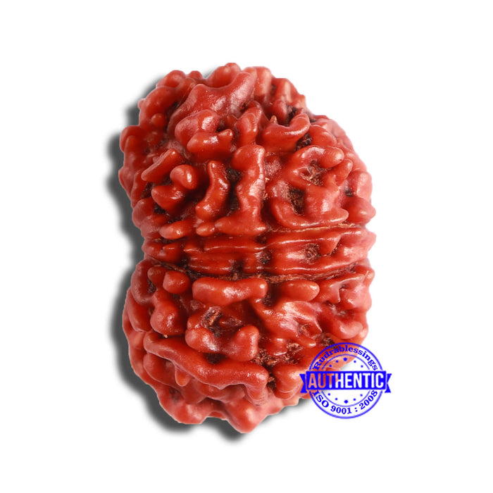 11 Mukhi Nepalese Rudraksha - Bead No. 340