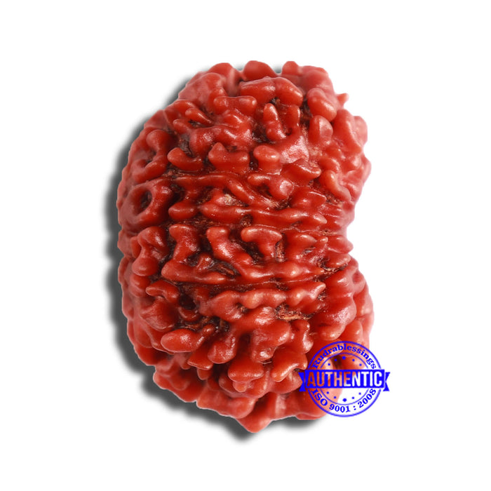 11 Mukhi Nepalese Rudraksha - Bead No. 340