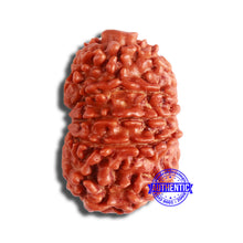 Load image into Gallery viewer, 11 Mukhi Nepalese Rudraksha - Bead No. 341
