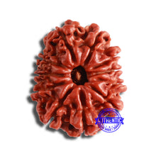 Load image into Gallery viewer, 11 Mukhi Nepalese Rudraksha - Bead No. 342
