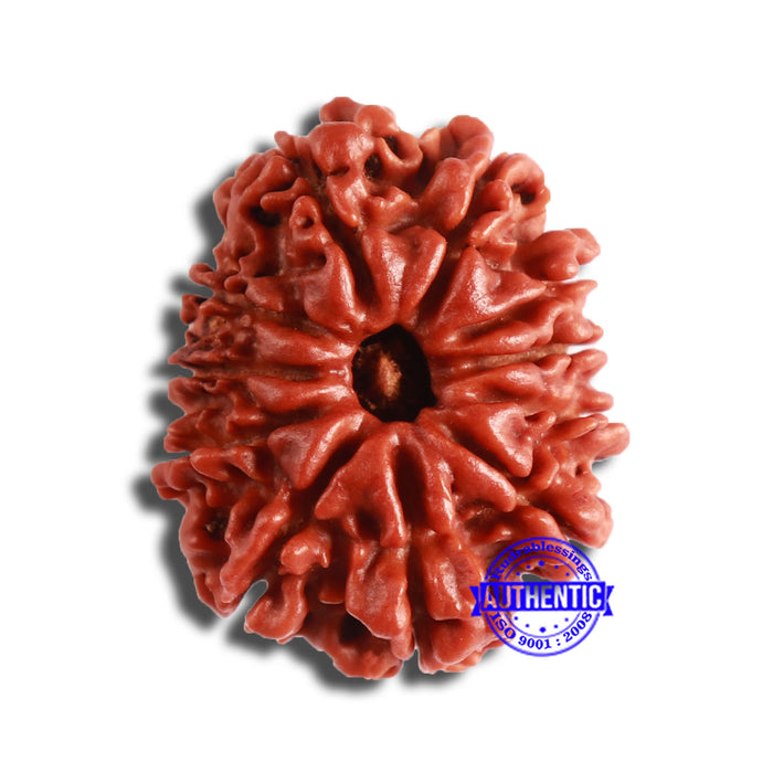 11 Mukhi Nepalese Rudraksha - Bead No. 342