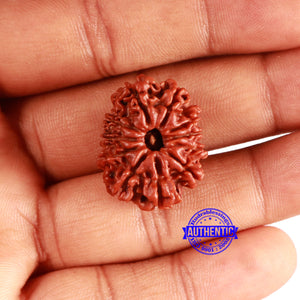 11 Mukhi Nepalese Rudraksha - Bead No. 342