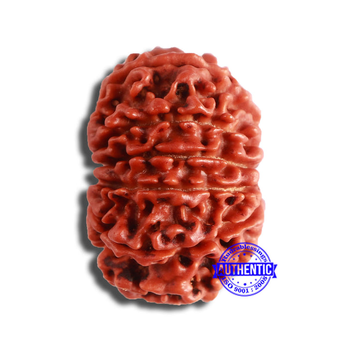 11 Mukhi Nepalese Rudraksha - Bead No. 342