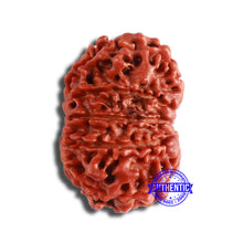 Load image into Gallery viewer, 11 Mukhi Nepalese Rudraksha - Bead No. 342
