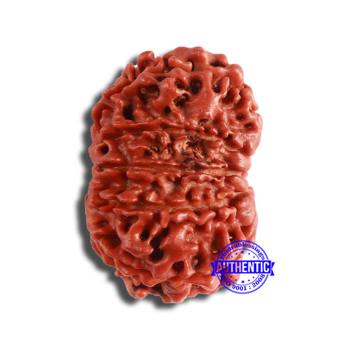 11 Mukhi Nepalese Rudraksha - Bead No. 342