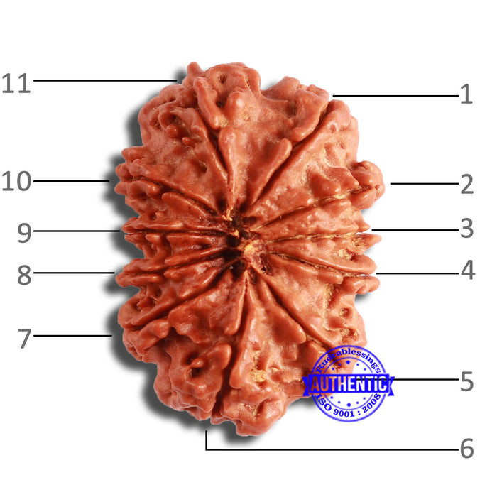 11 Mukhi Nepalese Rudraksha - Bead No. 343