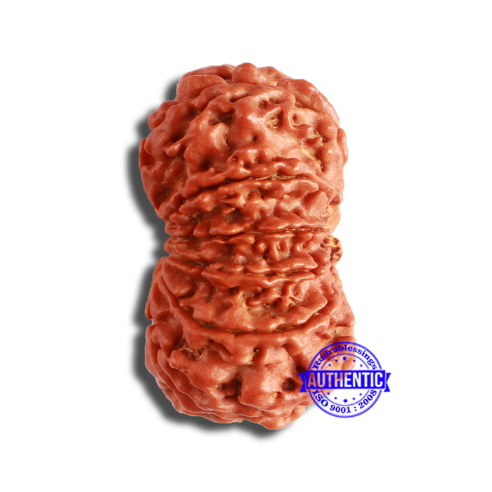 11 Mukhi Nepalese Rudraksha - Bead No. 343