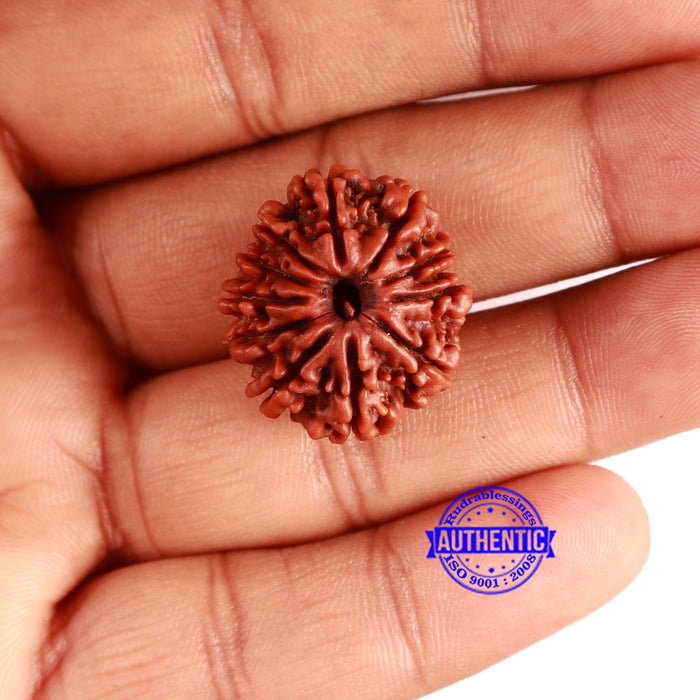 11 Mukhi Nepalese Rudraksha - Bead No. 345