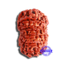 Load image into Gallery viewer, 11 Mukhi Nepalese Rudraksha - Bead No. 346
