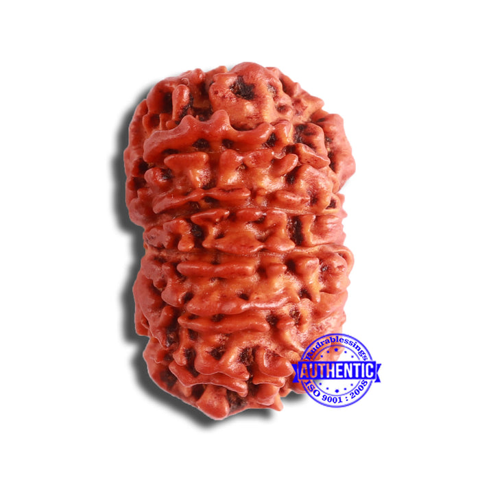 11 Mukhi Nepalese Rudraksha - Bead No. 346