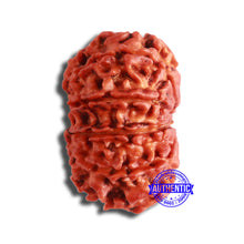 Load image into Gallery viewer, 11 Mukhi Nepalese Rudraksha - Bead No. 346
