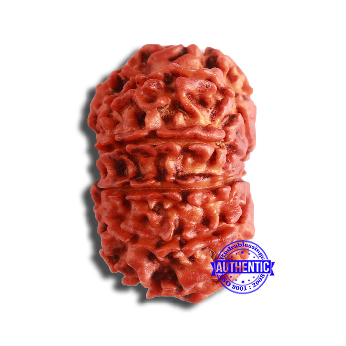 11 Mukhi Nepalese Rudraksha - Bead No. 346