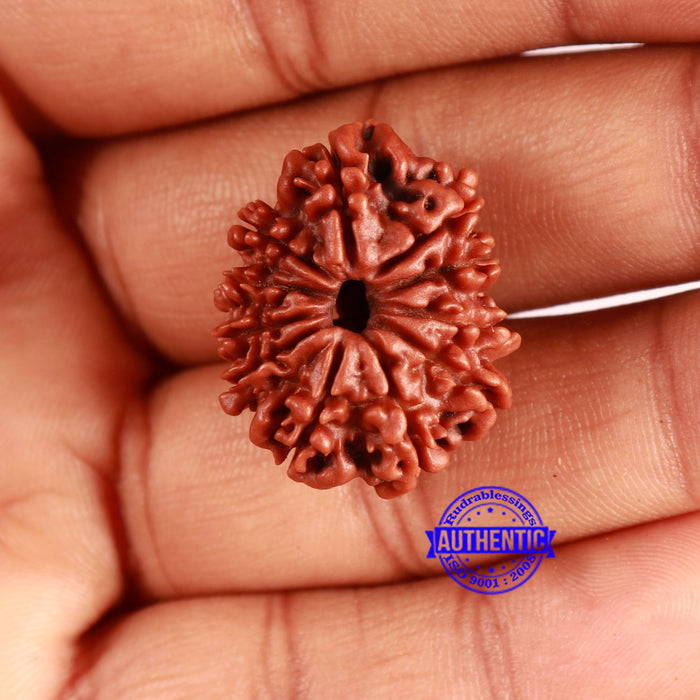 11 Mukhi Nepalese Rudraksha - Bead No. 347