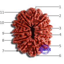 Load image into Gallery viewer, 11 Mukhi Nepalese Rudraksha - Bead No. 348
