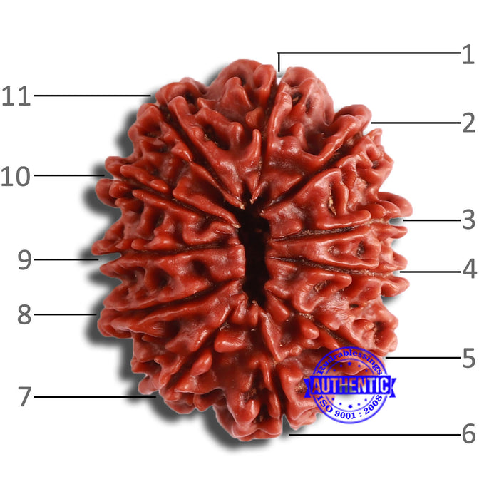 11 Mukhi Nepalese Rudraksha - Bead No. 348