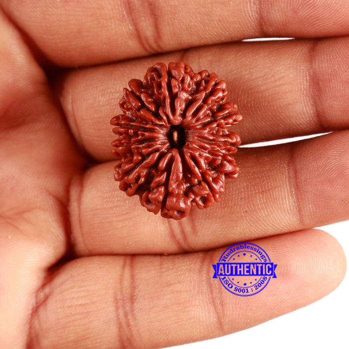 11 Mukhi Nepalese Rudraksha - Bead No. 348