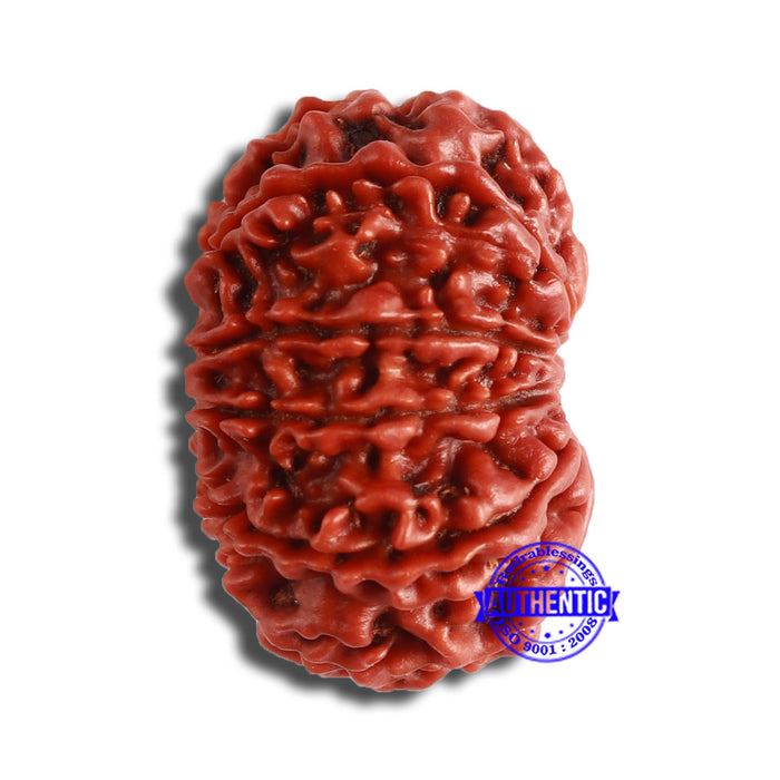 11 Mukhi Nepalese Rudraksha - Bead No. 348