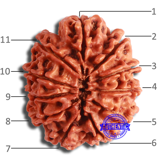 11 Mukhi Nepalese Rudraksha - Bead No. 349