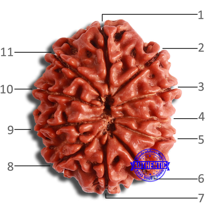 11 Mukhi Nepalese Rudraksha - Bead No. 350