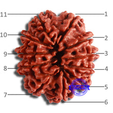 Load image into Gallery viewer, 11 Mukhi Nepalese Rudraksha - Bead No. 352
