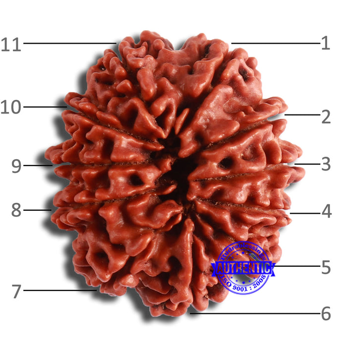 11 Mukhi Nepalese Rudraksha - Bead No. 352