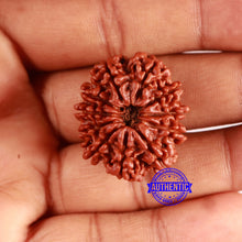 Load image into Gallery viewer, 11 Mukhi Nepalese Rudraksha - Bead No. 352
