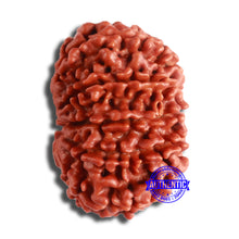 Load image into Gallery viewer, 11 Mukhi Nepalese Rudraksha - Bead No. 352
