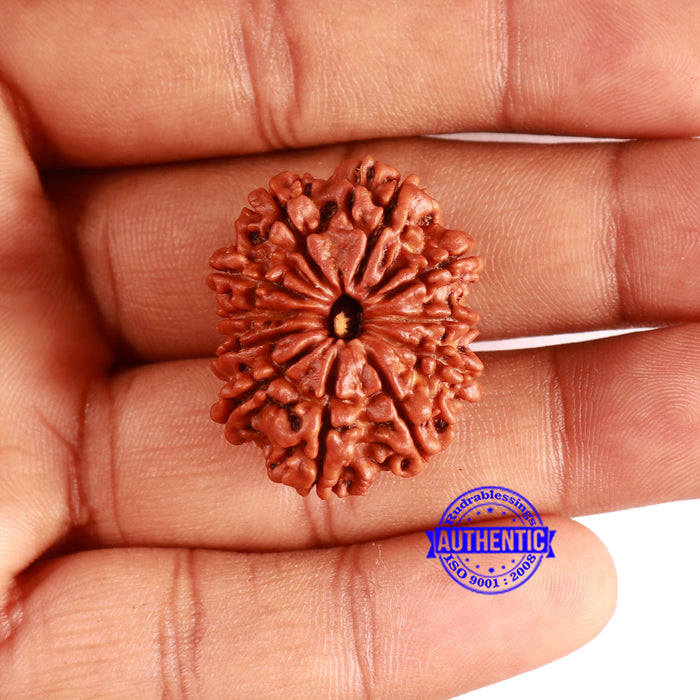 11 Mukhi Nepalese Rudraksha - Bead No. 354